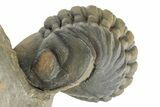 Colorful Crotalocephalina Trilobite with Enrolled Reedops #311503-5